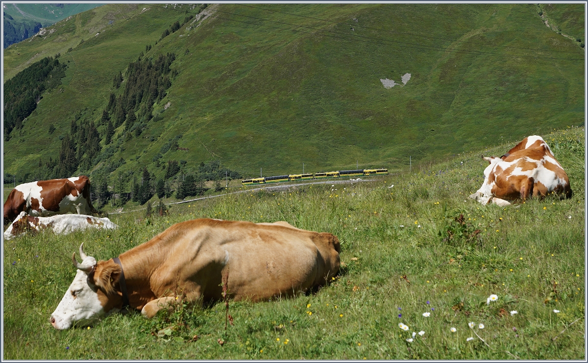 Die Kühe, die unweit der Junfraubahnstrecke liegen, verdecken fast das eigentliche Motiv: ein WAB Zug, bestehend aus zwei Parnorama-Triebwagen fährt talwärt..
8. Aug. 2016