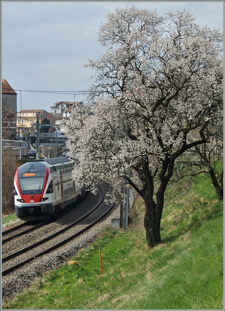 Ein Hauch Frühling im Lavaux. 
Der SBB RABe 511 113 bei Rivaz. 
22. März 2015