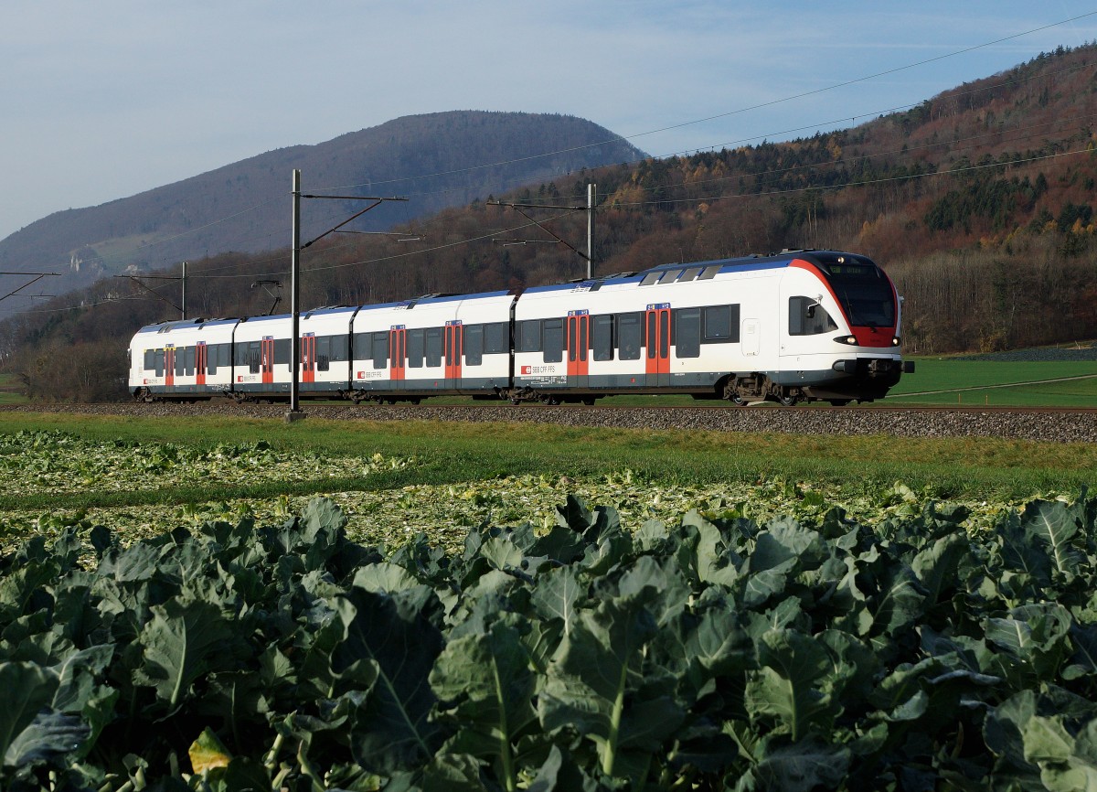 SBB: Triebzug 523 FLIRT als RE Solothurn - Olten im Chabisland bei Oensingen am 16. November 2015. An die Herbstzeit erinnert auch die Chabisernte mit anschliessender Chabishoblete.
Foto: Walter Ruetsch