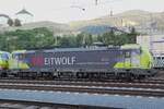 Ein Wolf in Österreich! TX Log 193 554  LEITWOLF  steht am Abend von 21 September 2021 in Kufstein.