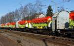 Guterwagen Transwaggon Flachwageneinheit mit geradem Fu�boden und festen Stirnw�nden (Laalps) , beladen mit VARIO Schneidwerke V750 der Fa. Claas f�r M�hdrescher, am 11.02.2012 in einem G�terzug der durch Kreuztal Richtung Hagen fuhr.