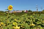. Ein Sonnenblumenfeld in Mertert - Endlich habe ich ein Sonnenblumenfeld an der Bahnstrecke entdeckt und konnte den Z 2014 dort ablichten. Der Zug kommt aus Luxemburg Stadt und fhrt in Richtung Wasserbillig. Mertert, den 27.09.2015 (Jeanny)