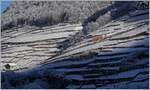 Ein TPC Schneerumungszug ist auf der A-L Strecke in den verschneiten Rebbergen oberhalb von Aigle auf Bergfahrt.