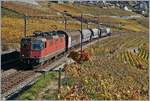 re-4-4-ii-re-420/614652/die-sbb-re-44-ii-11183 Die SBB Re 4/4 II 11183 mit einem kurzne Güterzug zwischen Grandvaux und Bossière auf der Fahrt Richtung Lausanne.
26. Oktober 2017