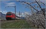 Aprikosenblüte im Wallis und im Hintergrund liegt noch Schnee auf den Bergen. Die SBB Re 460 fährt mit ihrem, IR Richtng Genève Aéroport zwischen Saxon und Charrat-Fully durchs Wallis.
4. April 2018