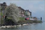 Frühling am  Kleinen See , welcher eine Re 460 mit ihrem IR Brig - Genève zum Bahnbildsujet  aufwertet .
