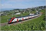 im Lavaux/705398/die-beiden-sbb-twindexx-rabe-502 Die beiden SBB Twindexx RABe 502 212-9 und RABDe 502 010-3 (Ville de Genève) sind bei Bossière als IC 713 unterwegs. Der Zug startete in Genève Aéroport und sein Ziel wird St. Gallen sein. 

14. Juli 2020
