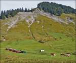 . Die Linsenputzer hatten definitv die bessere Sicht auf den bergwärts fahrenden BRB Zug in der Nähe von Planalp. 28.09.2013 (Jeanny)