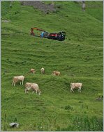 Von unserem vorausfahrenden Zug konnte ich gut Bilder des nach folgenden talwärts fahrenden  Versorgunszuges  machen.
Hier bei Oberstaffel, zwischen Rindvichern und unsinnigen Andraskreuzen. 
8. Juli 2016