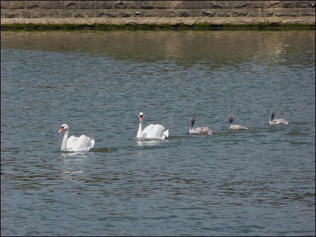 . An der Mosel sind die Schwanenkinder gro geworden und nur noch zu dritt. 16.07.2013 (Jeanny)