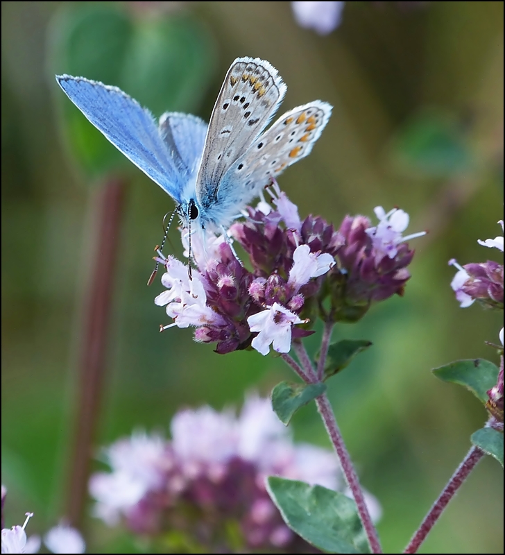 . Der Hauhechel-Bluling leuchtet im Abendlicht des 04.08.2013. (Jeanny)