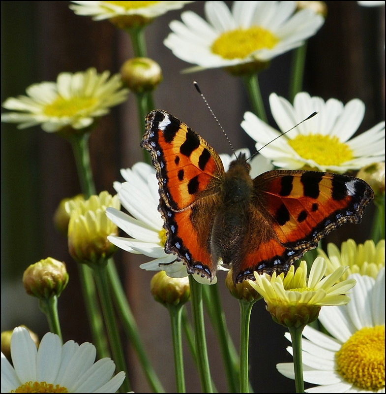 . Der Kleine Fuchs scheint sich wohlzuf�hlen bei uns. 10.07.2013 (Jeanny)
