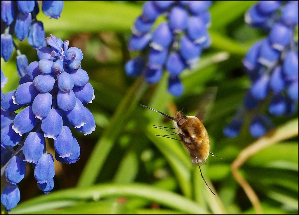 . Ein Wollschweber (Bombyliidae) beim Anflug auf die Traubenhyazinthe. 24.04.2013 (Jeanny)