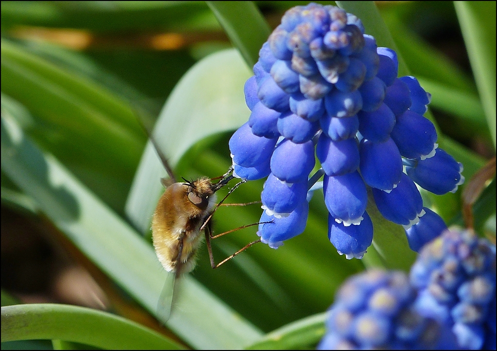 . Ein Wollschweber (Bombyliidae) beim Nektarnaschen. 24.04.2013 (Jeanny)