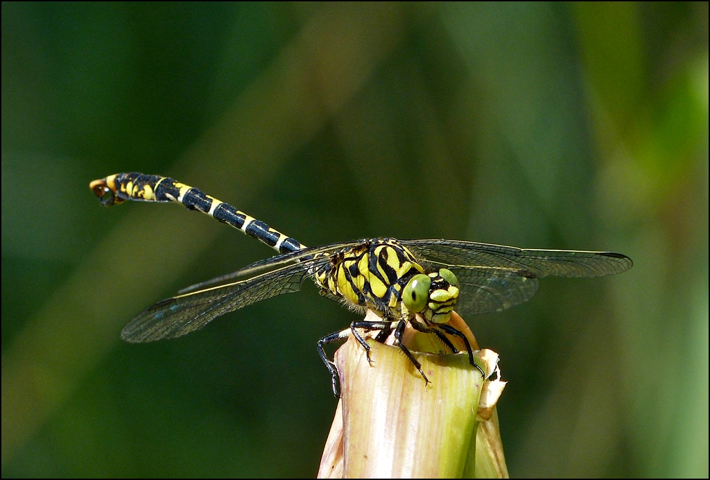 . Fotosession fr die Blaugrne Mosaikjungfer (Aeshna cyanea). 16.07.2013 (Jeanny)