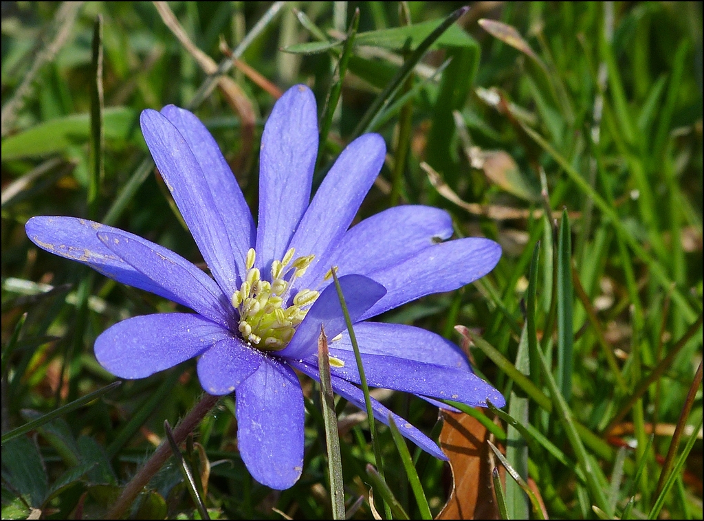 . Frhling 2013 - Balkan-Windrschen (Anemone blanda) in unserem Garten. 15.04.2013 (Jeanny)