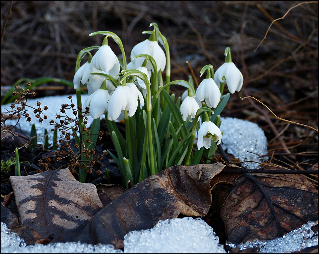 . Frhling 2013 - Die ersten Boten. 03.03.2013 (Jeanny)