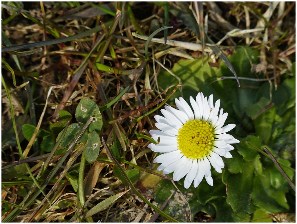 . Frhling 2013 - Es trauen sich immer mehr. 04.04.2013 (Jeanny)