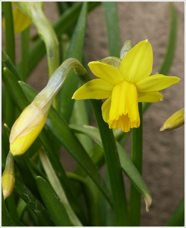 . Fr�hling 2013 - Sie hat sich getraut. 03.04.2013 (Jeanny)