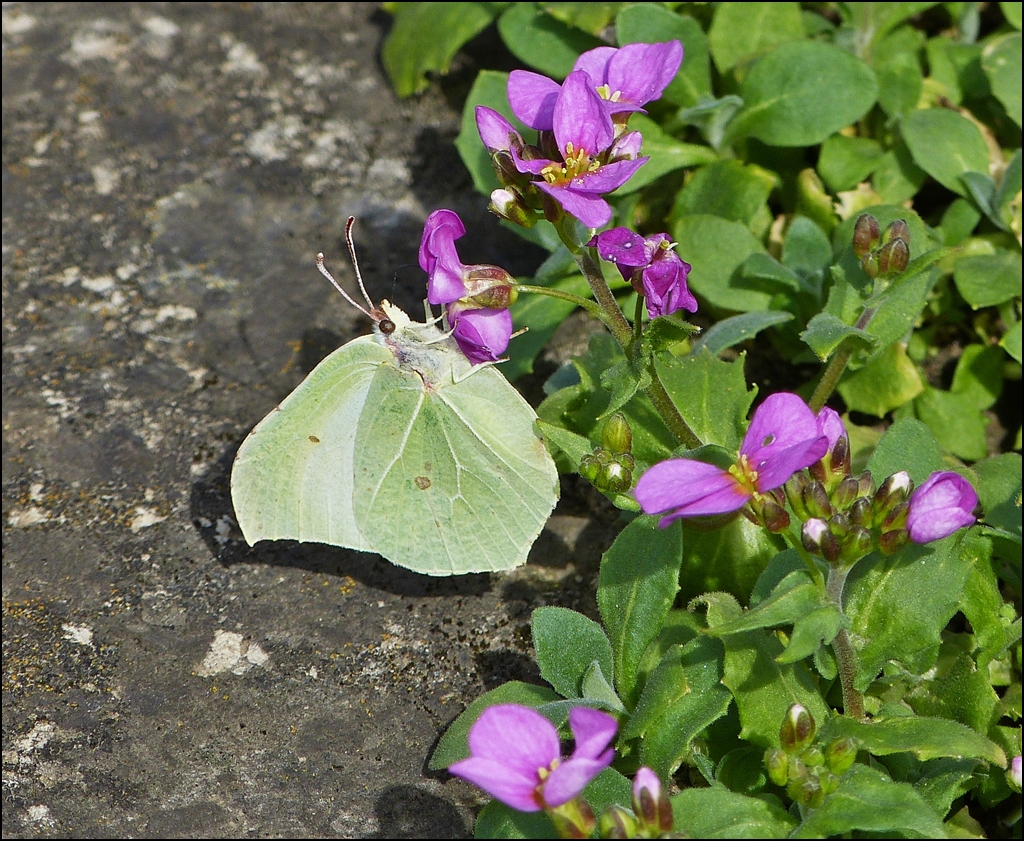 . Frhling 2013 - Zitronenfalterweibchen (Gonepteryx rhamni). 17.04.2013 (Jeanny)