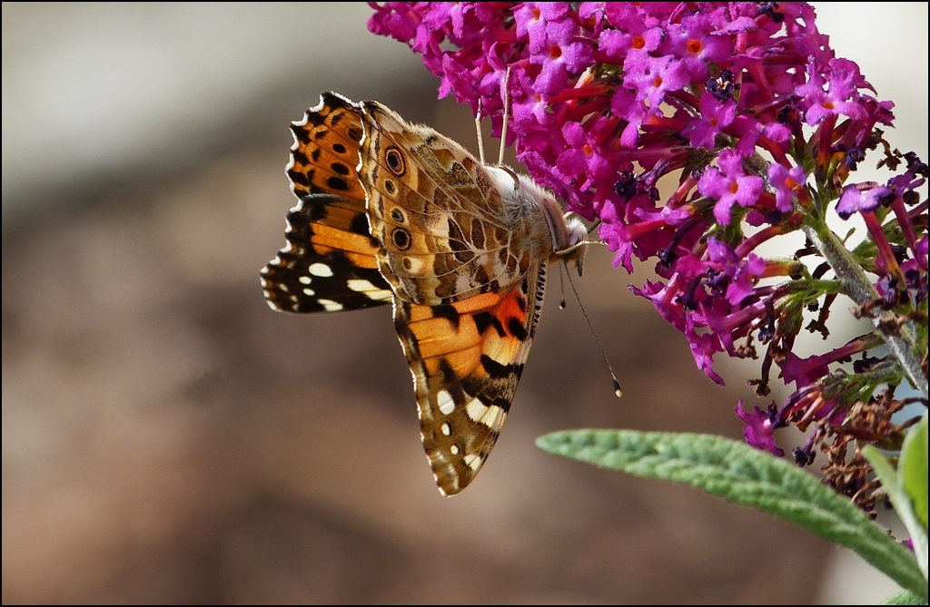 . Kopf�ber am Nektar naschen. 13.08.2013 (Jeanny)