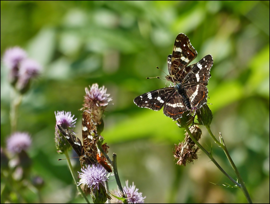 . Landkrtchen lieben Disteln. 05.08.2013 (Hans)