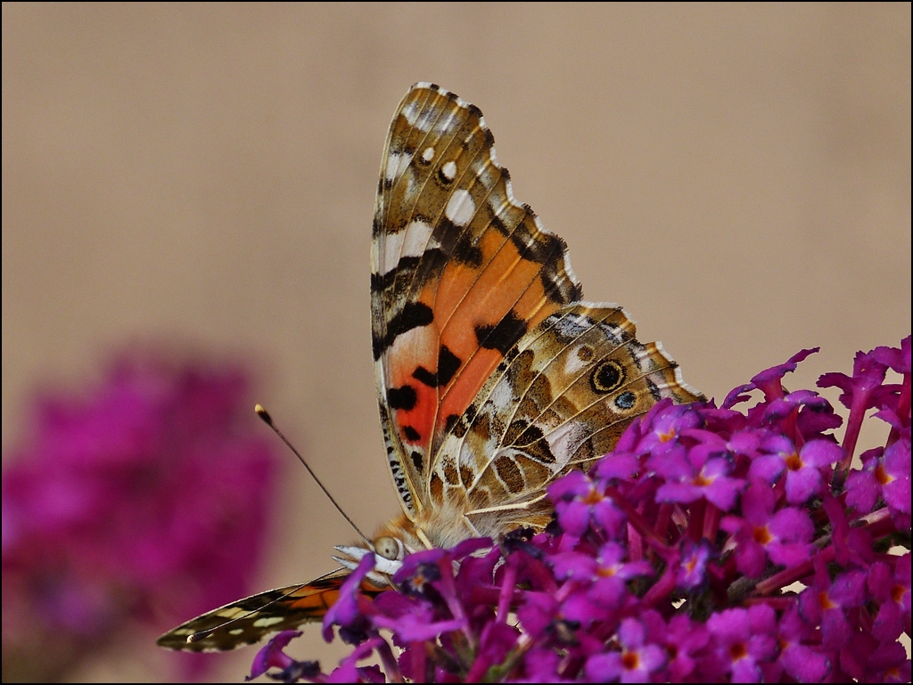 . Mal schauen, ob die nervige Fotografin immer noch da ist. 13.08.2013 (Jeanny)