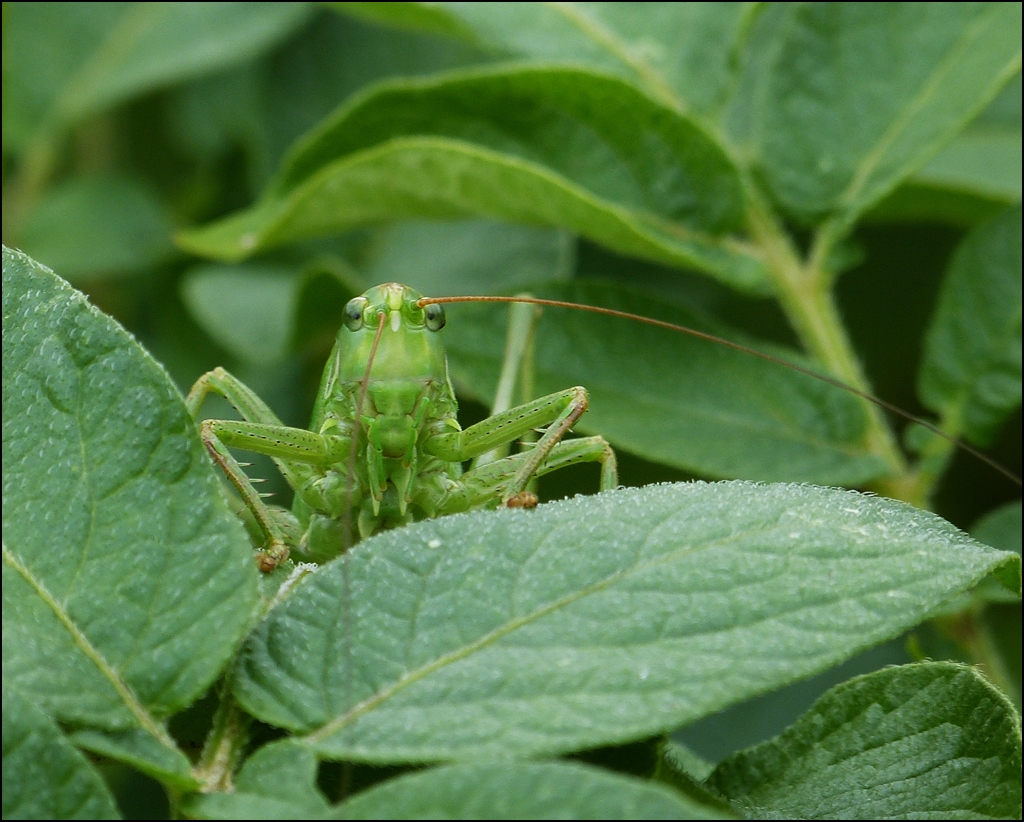 . Neurierig schaut sich das Gr�ne Heupferd (Tettigonia viridissima) in unserem Garten um. 31.07.2013 (Jeanny)