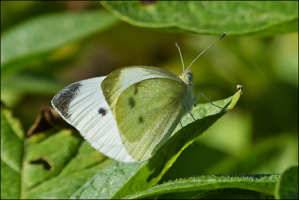 . Sp�tsommerliches Gegenlicht. 14.08.2013 (Jeanny)