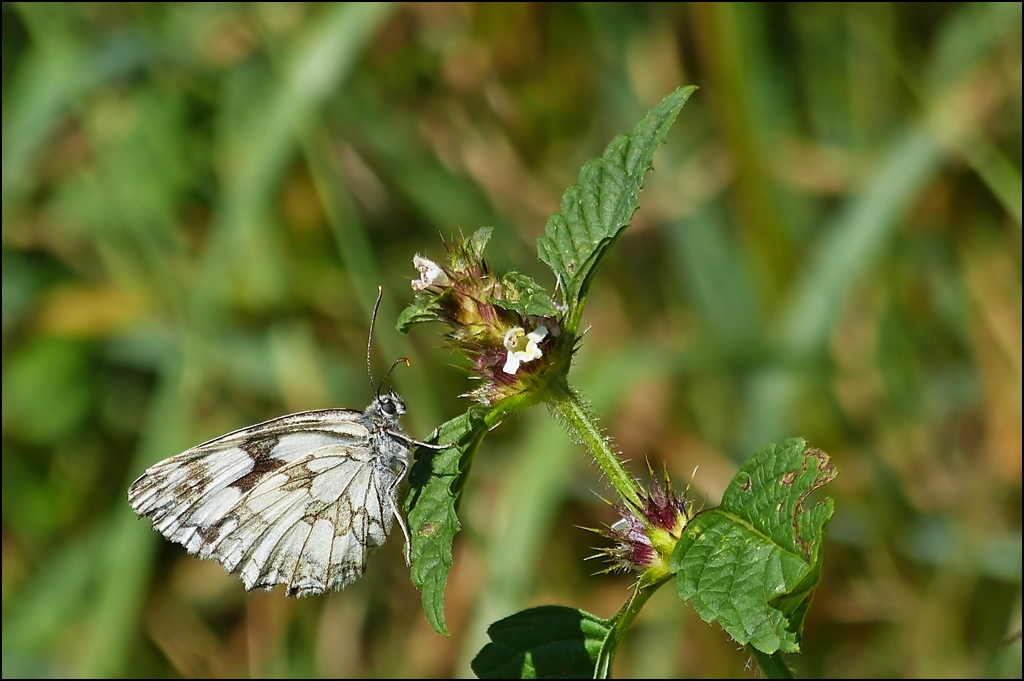 . Verschnaufpause f�r das Schachbrett (Melanargia galathea). 05.08.2013 (Hans)