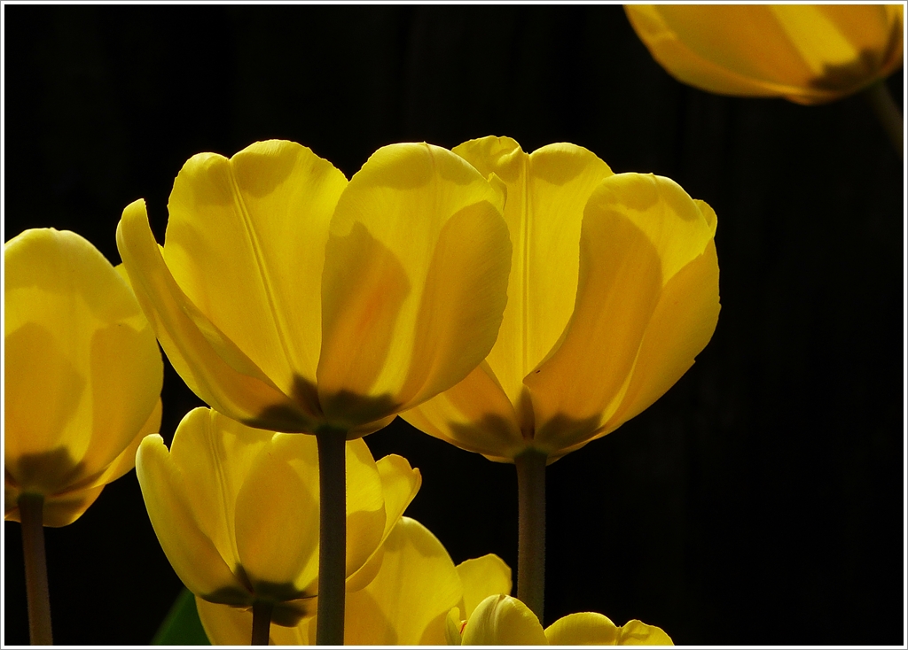 . Wehm�tige Erinnerungen an den Fr�hling 2012 - Tulpen in Ettelbr�ck. 14.04.2012 (Jeanny)
