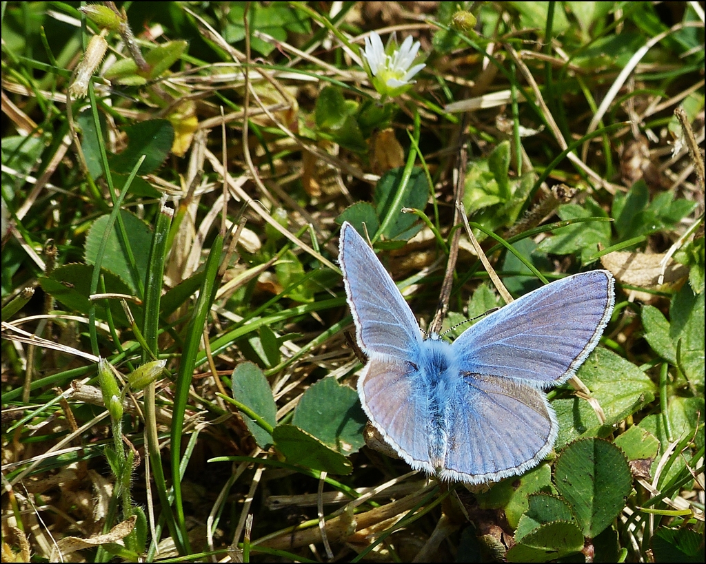 . Wie T-Gauge: Mikroskopisch klein, aber wunderschn, der Hauhechel-Bluling (Polyommatus icarus). 11.08.2013 (Jeanny)