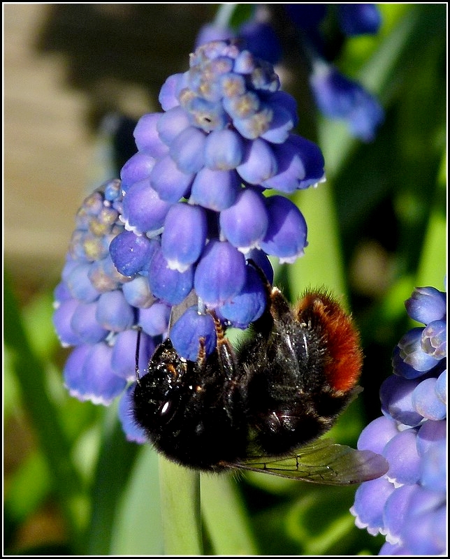 Akrobatische Einlage einer Hummel, um an den Nektar der Traubenhyazinthe zu gelangen. 07.04.2011 (Jeanny) 