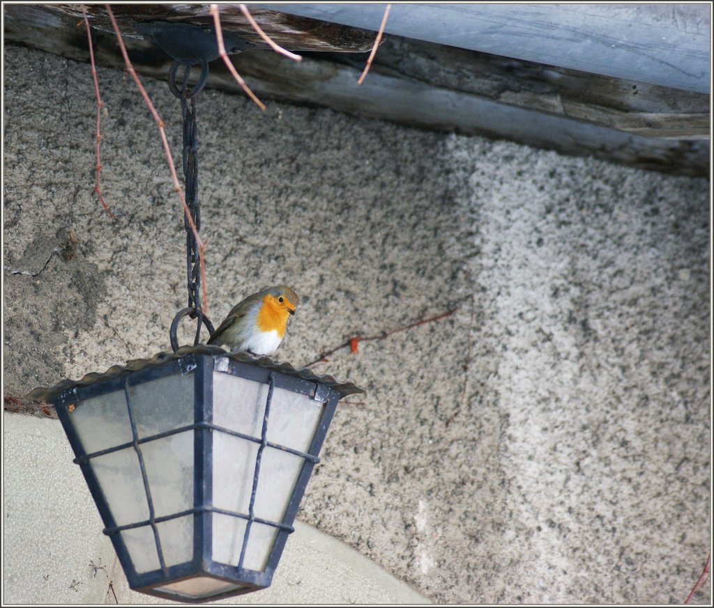 An diesem Platz kann es niemand stren, und so beobachtet das Rotkehlchen die Welt unter sich in aller Ruhe.
(20.01.2011)