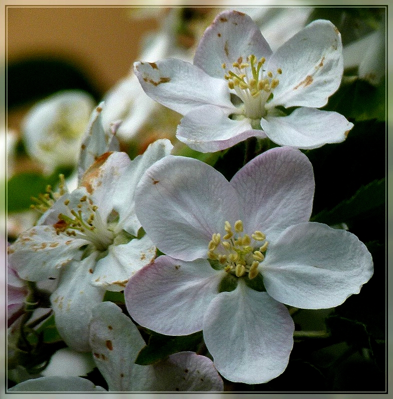 Apfelbl�ten. 17.04.2011 (Jeanny)