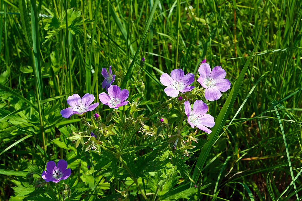 Auch fr andere Schnheiten habe ich noch Augen - Blchen in einer Wiese bei Chaulin (CH) am 27.05.2012.