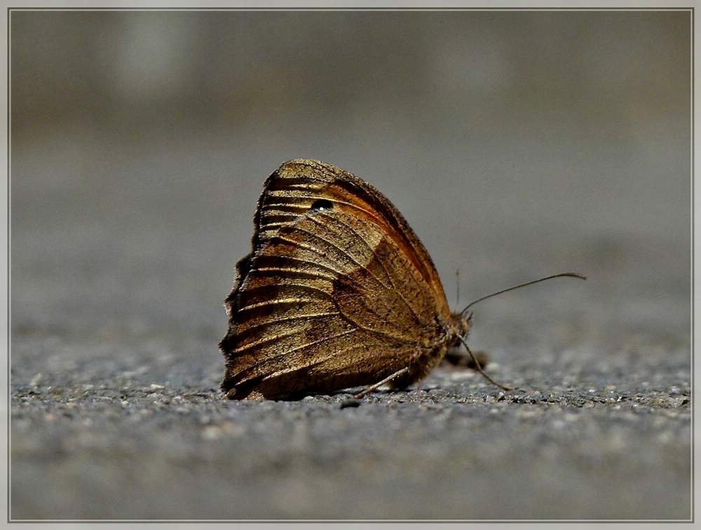 Auf Augenh�he. 04.07.2011 (Jeanny)