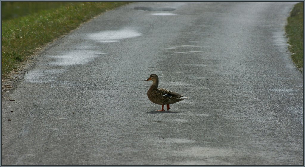 Auf Wanderschaft...
(12.03.2013)