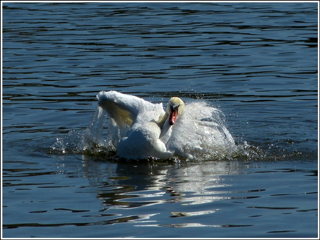 Badender Schwan. 01.04.2012 (Jeanny)