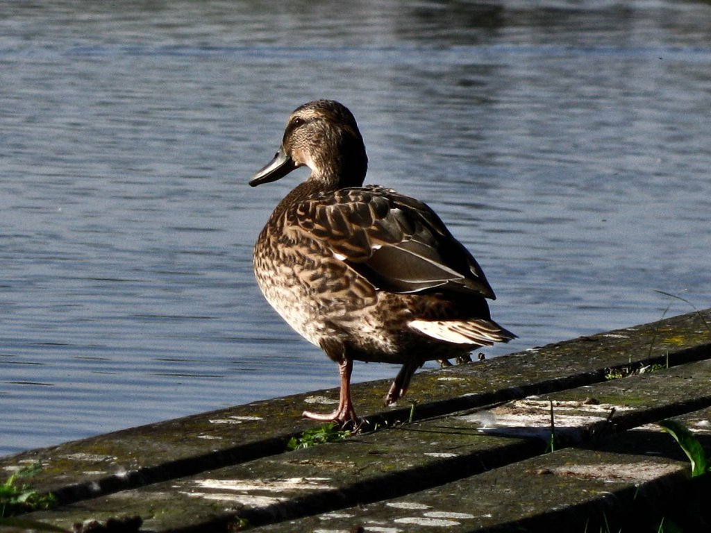 Bahnbilder? Nicht nur! Auf dem Weg vom Bahndamm zum Bahnhof ist beispielsweise dieses Bild entstanden. Diese Stockente an einem Mhleweiher unweit Samstagern ist mir richtiggehend ins Auge gesprungen. (6.Oktober 2010)