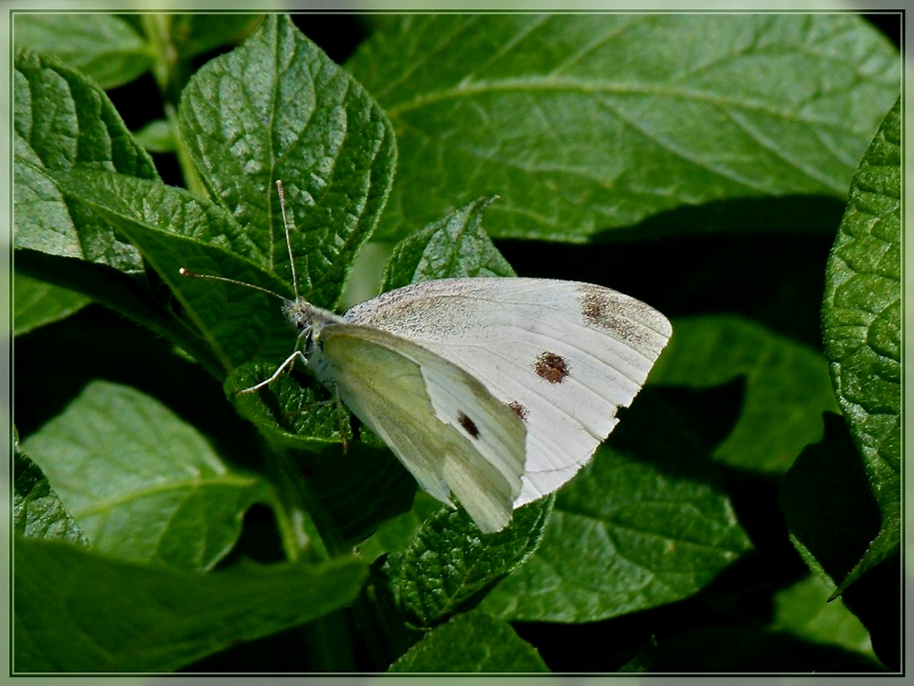 Besuch bei den Kartoffeln. 04.07.2011 (Jeanny)