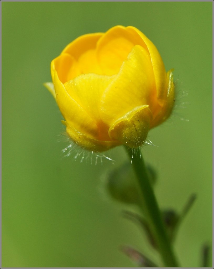 Bezaubernde Fr�hlingsblume.
(10.04.2011) 