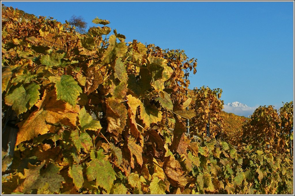 Blick durch die Weinberge auf den schneebedeckten Gipfel des Rochers-de-Naye.
(29.10.2012)