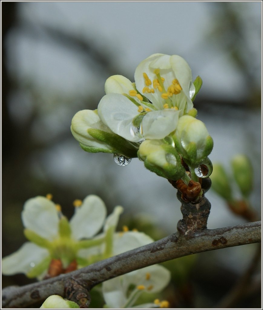 Blten eines Pflaumenbaumes.
(05.04.2012)