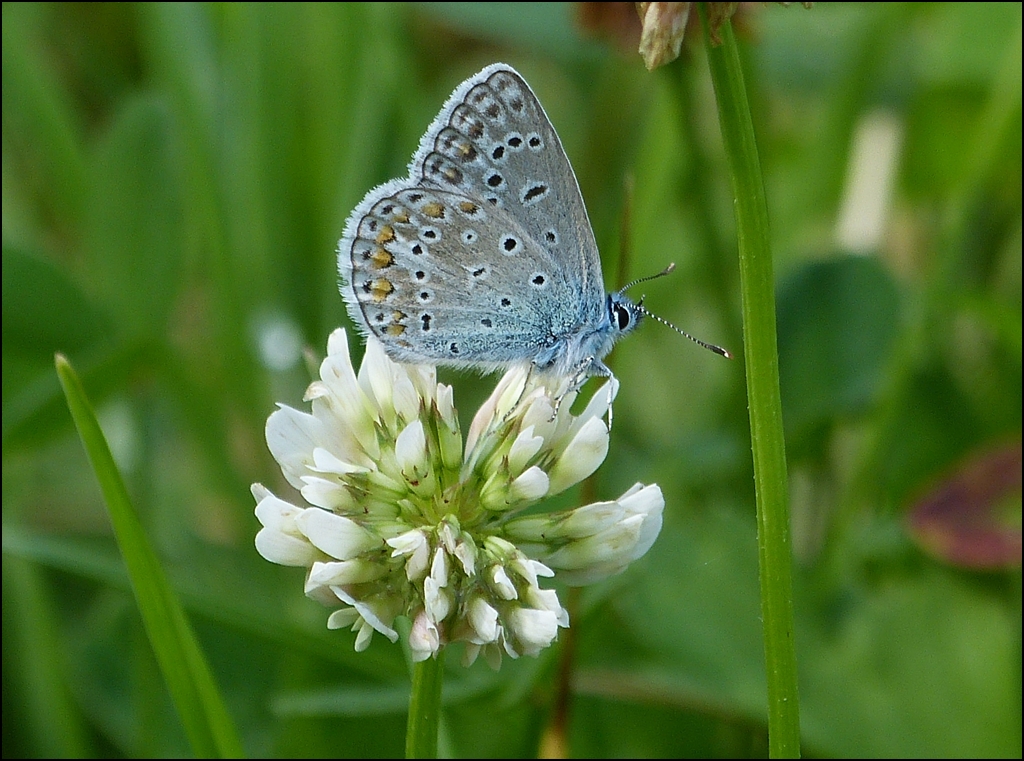 Darf ich mich vorstellen, mein Name ist Hauhechel-Bluling. 09.08.2012 (Hans)