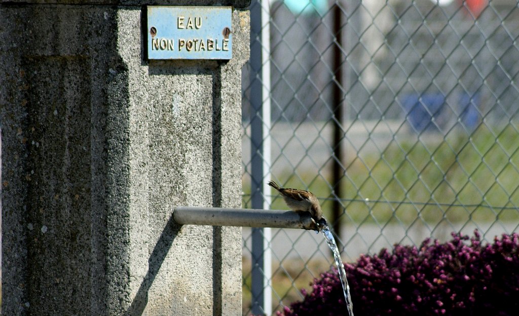 Das dieses Wasser kein Trinkwasser ist, st�rt diesen kleinen Spatz wenig.
(23.03.2010)