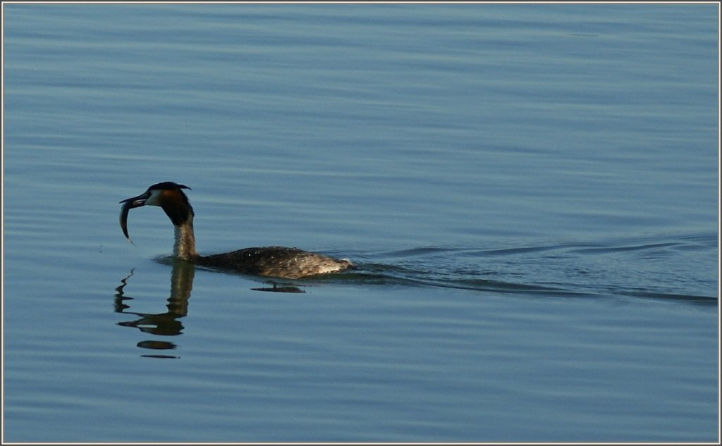 Das Fr�hst�ck ist gefangen...
(05.07.2011)