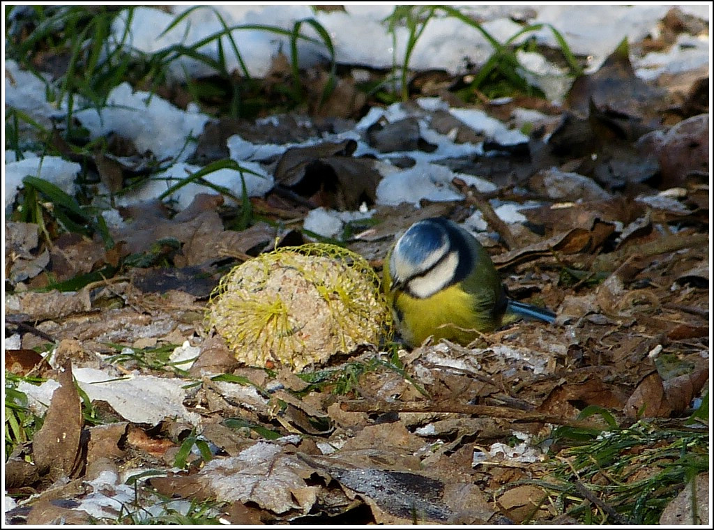 Das Geheimnis ist gelftet. Es ist nicht nur die  Natur , welche die vielen Vgel in Goebelsmhle anlockt. 03.02.2012 (Jeanny)