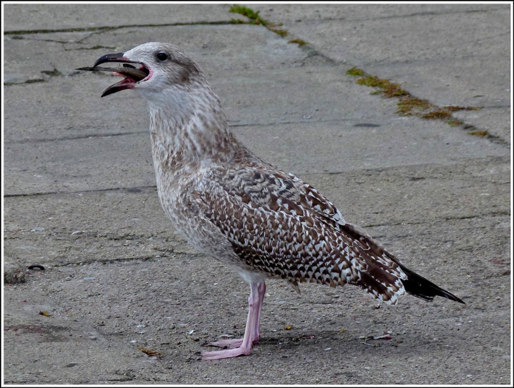 Das Mittagessen ist fast verschluckt. Swinoujscie, 23.09.2011 (Jeanny)