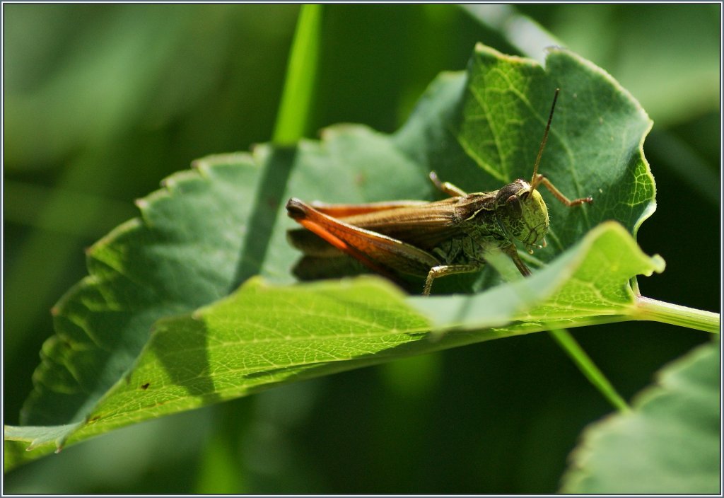 Das verstecken auf dem Blatt hat der Heuschrecke nichts gentzt, die Fotografin hat sie trotzdem entdeckt.
(03.08.2013)